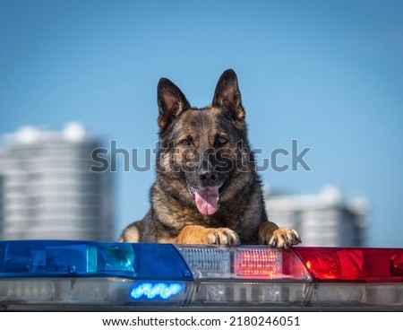 Police dog on his car lights Royalty-Free Stock Photo #2180246051