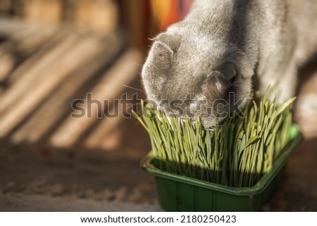 Beautiful Grey Scottish-fold shorthair fluffy cat eating green grass on the floor in sunny day. Warm picture toning. Pets care. World cat day. Image for websites about cats.

