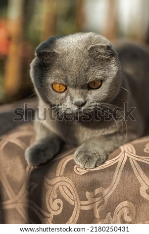 Beautiful Grey Scottish-fold shorthair fluffy cat with orange eyes chilling comfortably on the chair in sunny day. Warm picture toning. Pets care. World cat day. Image for websites about cats.
