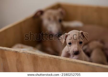one-eyed italian greyhound bitch playing with her puppies