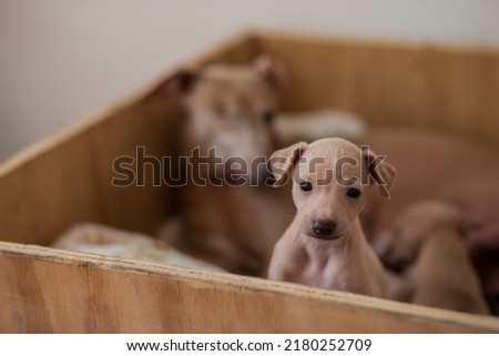 one-eyed italian greyhound bitch playing with her puppies