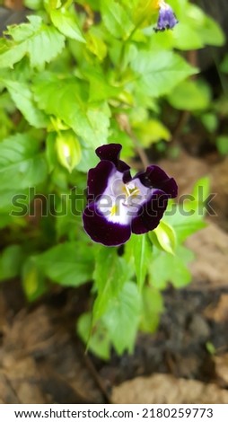 Cat's Eye Flower (Torenia fournieri) is a plant that has a dwarf form with trumpet-shaped flowers that grow tightly and many but thin, the color varies with 1 flower having 2 kinds of colors.  