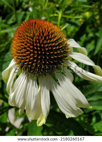 Closeup shot of Coneflower or also called Echinacea flower - daisy family of plants used to produce traditional medicine for cold  infections, sore throat.