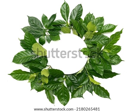 circle fresh tropical green leaves pattern ornament wreath frame decoration foliage isolated with empty on white background.ecology concept or invitation greeting card romantic wedding minimal design.