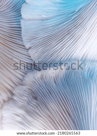Oyster mushroom texture pattern for design and decoration. Edible mushrooms texture. High quality photo