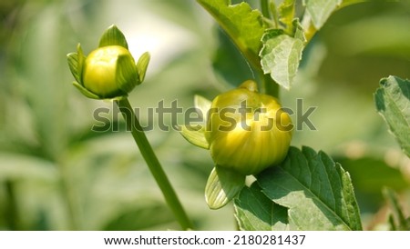 Dahlia flower buds with green background. Royalty-Free Stock Photo #2180281437