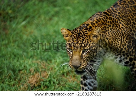 picture of a leopard (Panthera pardus) walking on green grass field. selective focus, shallow depth of field, focus on object. leopard, bigcat, wild.