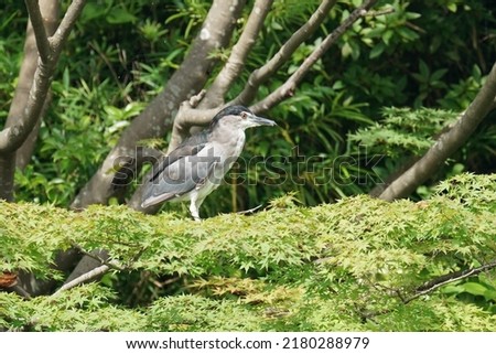 black crowned night heron in a forest
