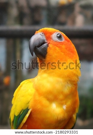 Close up of a yellow bird of the type sun conure or sun parkeet perched on someone's hand in an aviary. Concept for pet and visiting zoo. Vertical photo for social media and story