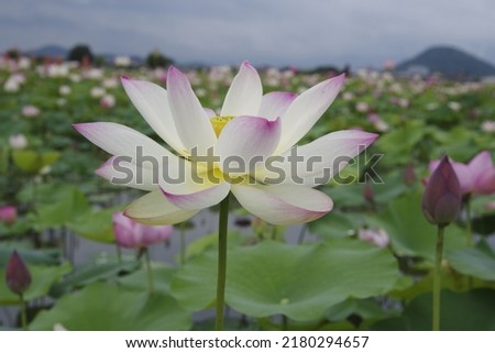 The name of this flower is  Lotus.
Scientific name is Nelumbo nucifera. 
This is a lotus pond at the Fujiwarakyo ruins in Nara,Japan.