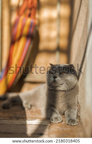 Beautiful Grey Scottish-fold shorthair fluffy cat with orange eyes chilling comfortably on the floor in sunny day. Warm picture toning. Pets care. World cat day. Image for websites about cats.
