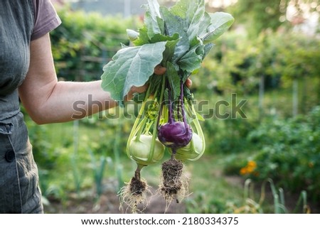 Kohlrabi in female hand. Woman harvesting ripe organic green and purple kohlrabi in vegetable garden Royalty-Free Stock Photo #2180334375
