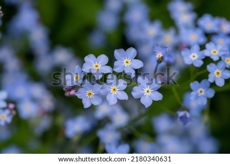 Blue forget me not flowers on a green background on a sunny day in springtime macro photography. Blooming Myosotis wildflowers with blue petals on a summer day close-up photo.