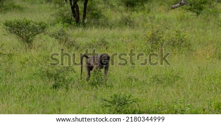 Baboon in the nature reserve Hluhluwe National Park South Africa