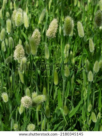 Growing and blooming Lagurus ovatus Royalty-Free Stock Photo #2180345145