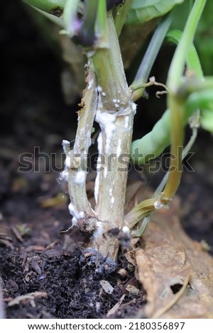 Dwarf beans or French Beans destroyed by a fungus of the genus Sclerotinia. On the stem visible white mold. The disease causes whole plants to die and yield losses. Royalty-Free Stock Photo #2180356897