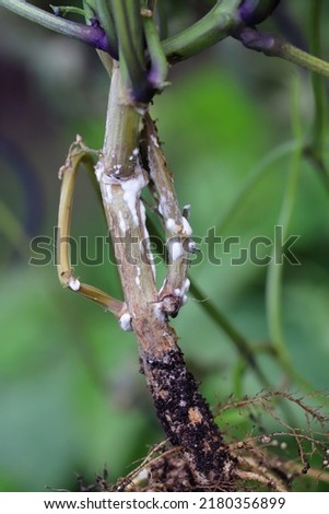 Dwarf beans or French Beans destroyed by a fungus of the genus Sclerotinia. On the stem visible white mold. The disease causes whole plants to die and yield losses. Royalty-Free Stock Photo #2180356899