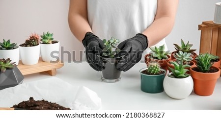 Woman transplanting succulent at home