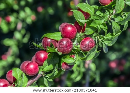 Red cherry plum ripen on a branch. Small red fruits on the branches of a shrub. Royalty-Free Stock Photo #2180371841