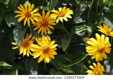 Tuscan sun false sunflower, Heliopsis helianthoides.