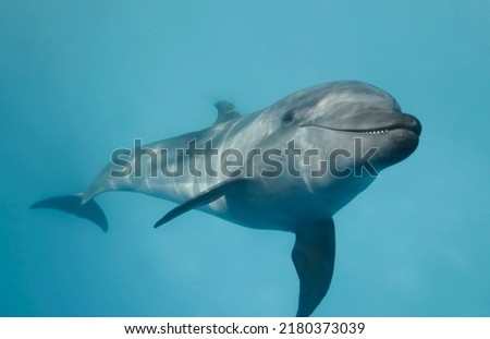 Young curious bottlenose dolphin looks at in the camera and smiles.  Dolphin Selfie. Close up Royalty-Free Stock Photo #2180373039