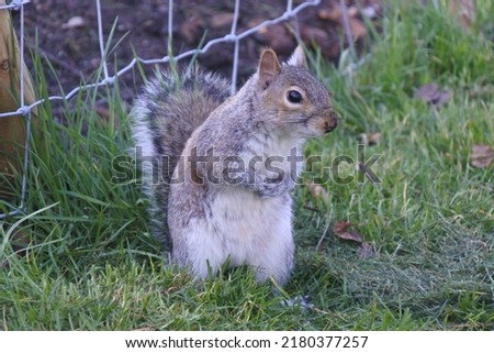A wild squirrel in the park