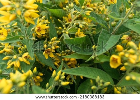 Background from a yellow flower. Bouquet of common loosestrife. Selective focus.