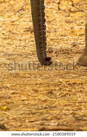 the trunk of an african elephant
