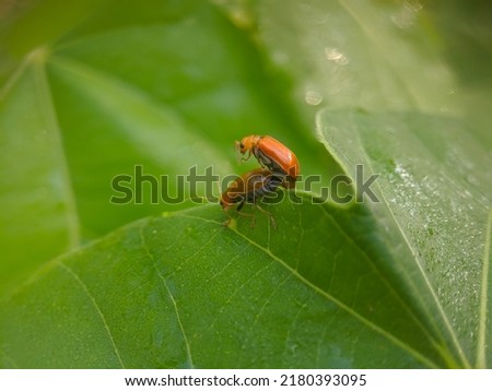 two orange beetles mating on a green leaf