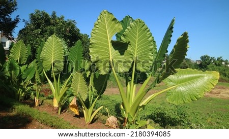 Photo of Alocasia Odora during the day in Indonesia