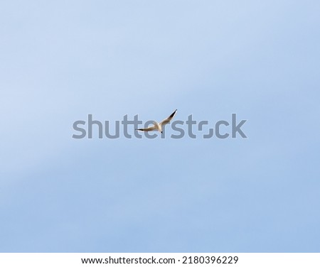 A seagull flies in a clear sky on a summer day