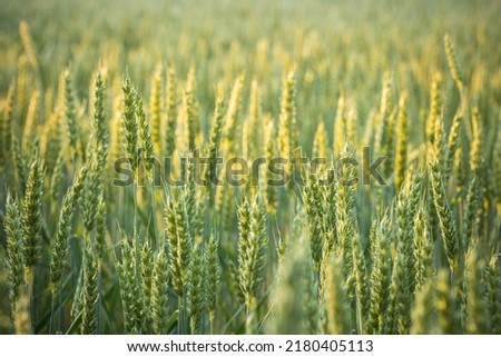 Ears of wheat in the ukrainian field. Shallow depth of field
