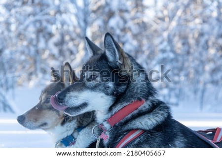 Portrait of sled dogs in Sweden, Lapland - tongue out