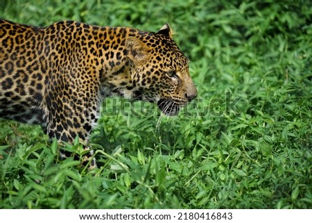 Picture of a leopard (Panthera pardus) walking on green grass field, side view.