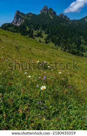 the mountains called Elsspitze (El's tip) and Breithorn with the forested steep slopes and alpine flowered meadows. beautiful summer holiday with hiking in Vorarlberg, Austria Royalty-Free Stock Photo #2180435059