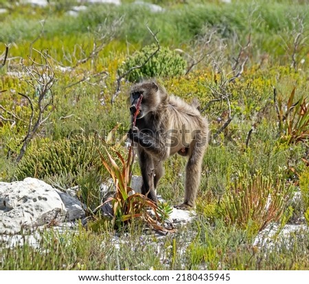 A Chacma Baboon eating a Watsonia tabularis bulb on the Cape peninsula in Southern Africa