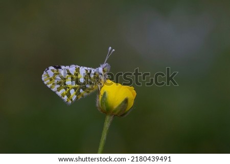 little butterfly on yellow flower, Eastern Dappled White, Euchloe ausonia	