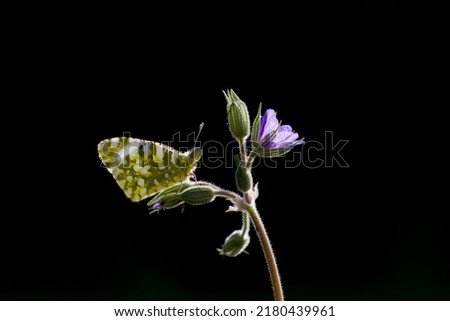 butterfly feeding on purple flower on black background, 