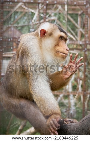 The monkey shows his hand to the visitor in the zoo.