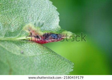 Red discolored apple leaves due to aphids Dysaphis radicicola radicola. Pest of fruit trees in orchards and gardens.