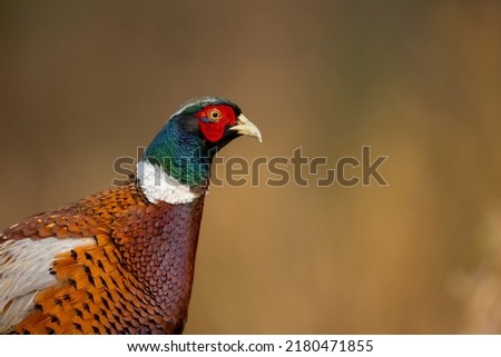 isolated portrait of The male common pheasant Phasianus colchicus golden background copy space Royalty-Free Stock Photo #2180471855