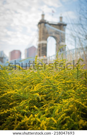 Yellow flowers with bridge in background