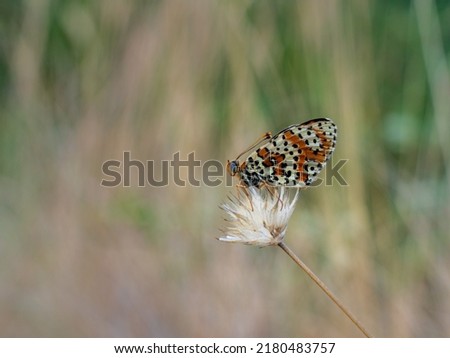 Closeup view of white orange and black melitaea didyma aka spotted fritillary or red band fritillary butterfly resting on wild hairy flower against natural background