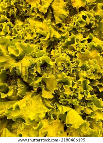 The close up, textured view of celery leaves bunched together.