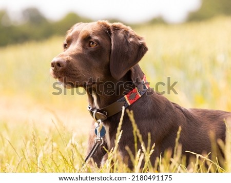A chocolate Labrador Springer Spaniel mixed breed dog called a Springador lying in a field of long grass. Royalty-Free Stock Photo #2180491175
