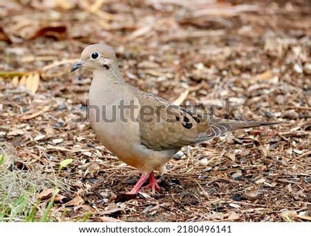            Mourning Dove Posing for a Picture                    