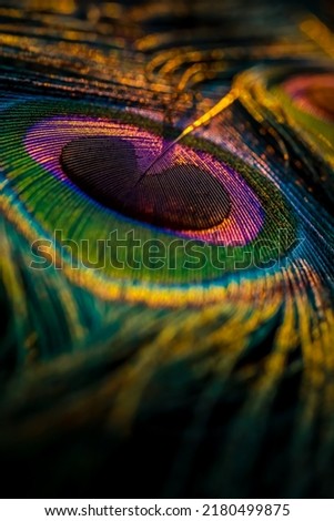India, 26 February, 2021 : Peacock feather, Peafowl feather, Bird feather, Colorful feather, Background, Wallpaper, macro photography, Closeup. Royalty-Free Stock Photo #2180499875