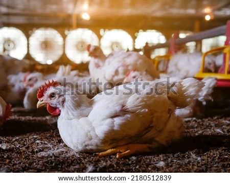 White chicken was lying on the gound in farm house of agricuture business with the yellow light background from the top of picture