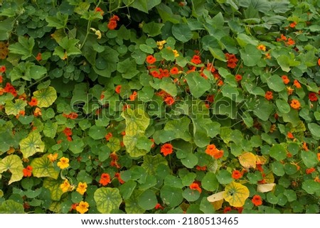 Buchholz, Germany 2014, Nature and Macro photograph. Orange and Yellow flowers of the Cucurbita plant, a genus of herbaceous vegetables.

