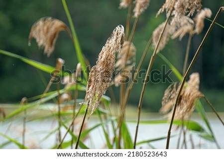 Reeds, defocused background - bokeh effect